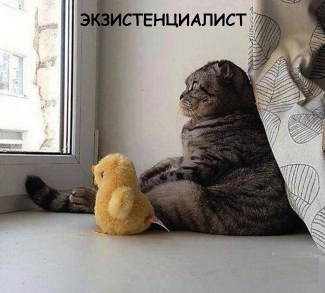 Такие разные и забавные котики