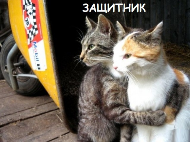 Такие разные и забавные котики