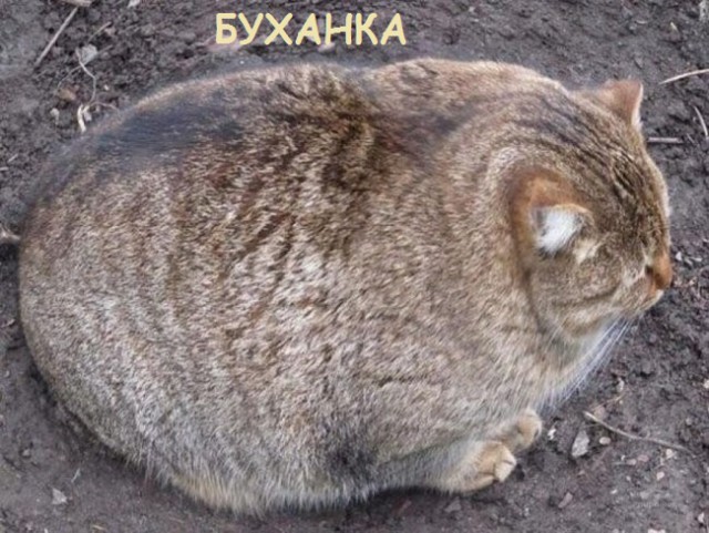 Такие разные и забавные котики