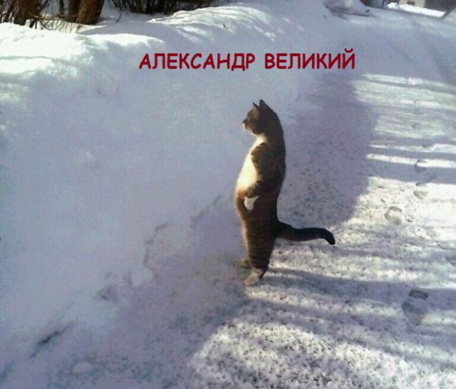 Такие разные и забавные котики