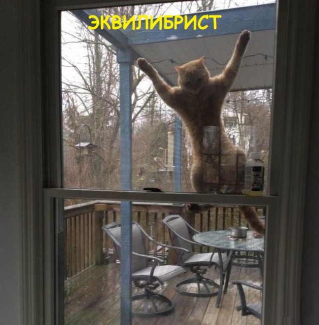 Такие разные и забавные котики
