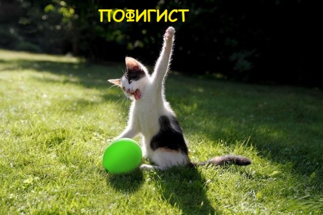 Такие разные и забавные котики