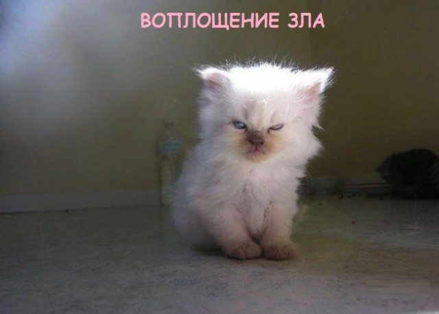 Такие разные и забавные котики