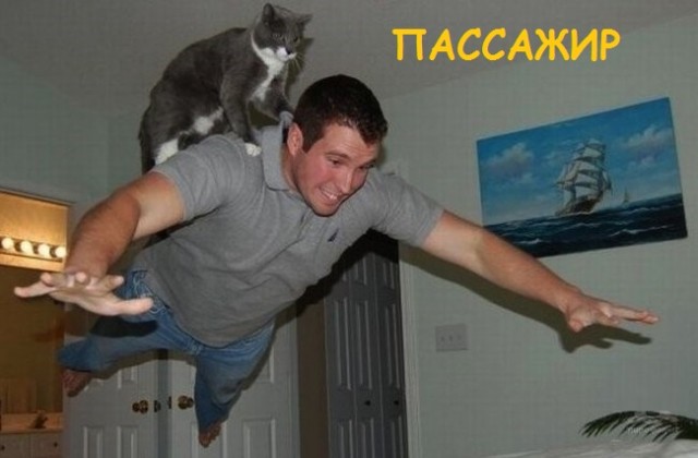 Такие разные и забавные котики