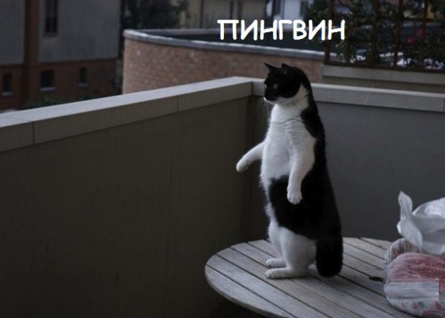 Такие разные и забавные котики