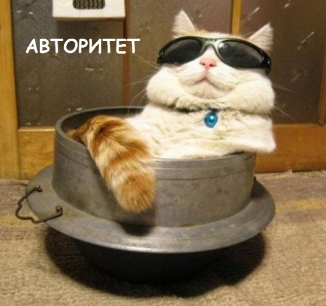 Такие разные и забавные котики