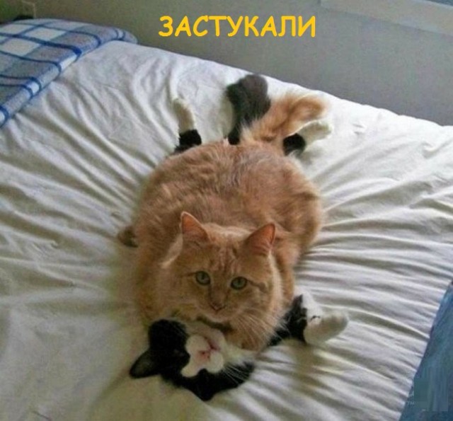 Такие разные и забавные котики