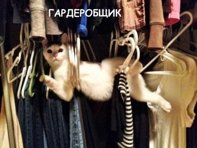 Такие разные и забавные котики