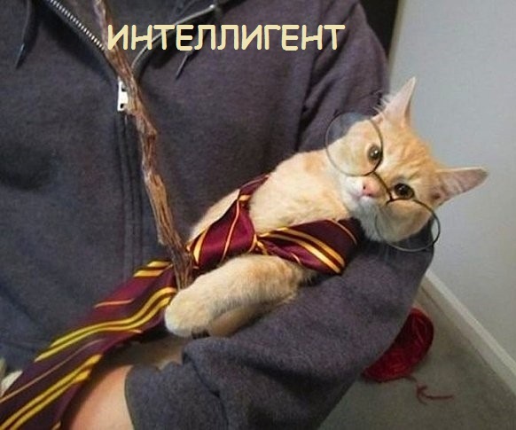 Такие разные и забавные котики