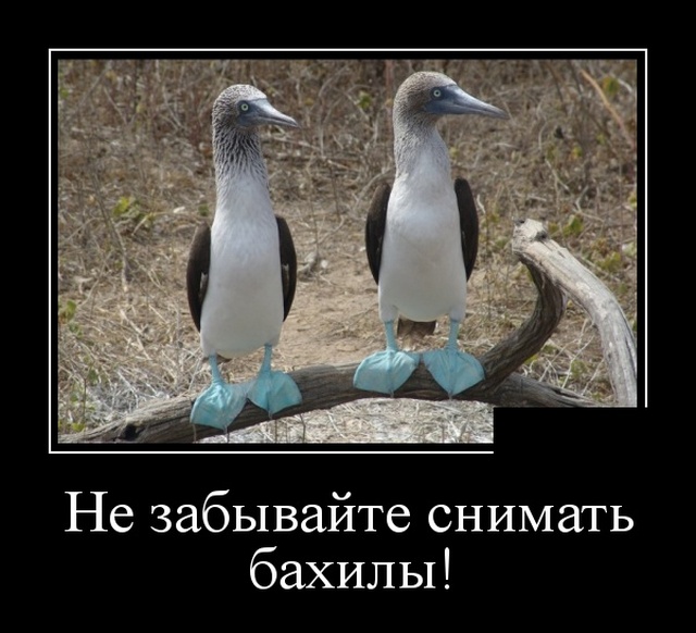 Демотиваторы