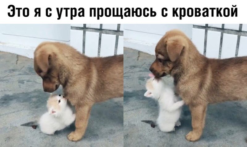Прикольные картинки