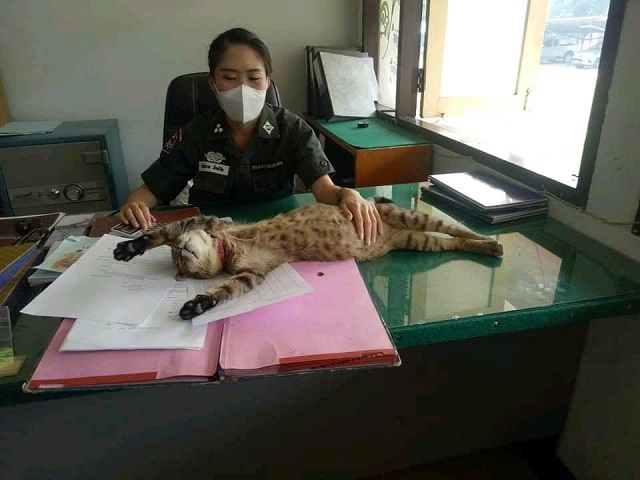 Кот-полицейский на страже Таиланда