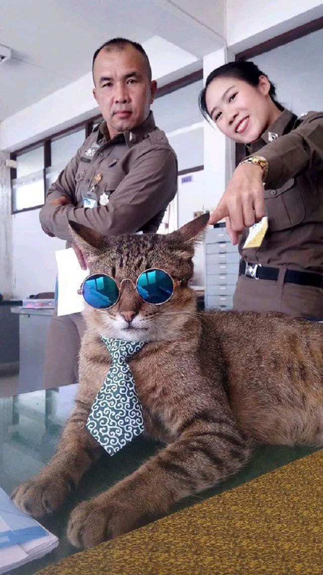 Кот-полицейский на страже Таиланда