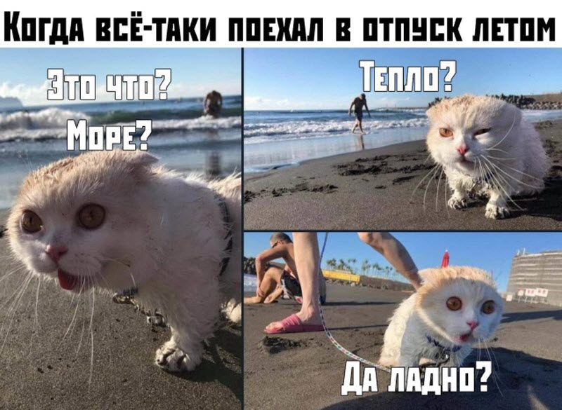 Прикольные картинки 