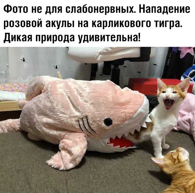 Прикольные картинки 