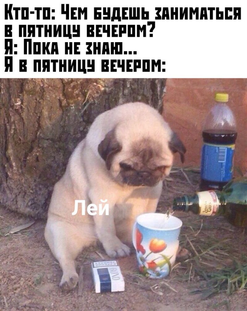 Прикольные картинки