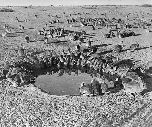 Подборка редких исторических фотографий