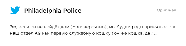 Мистер БиДжей - беспородный кот-великан из Филадельфии