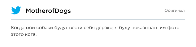 Мистер БиДжей - беспородный кот-великан из Филадельфии