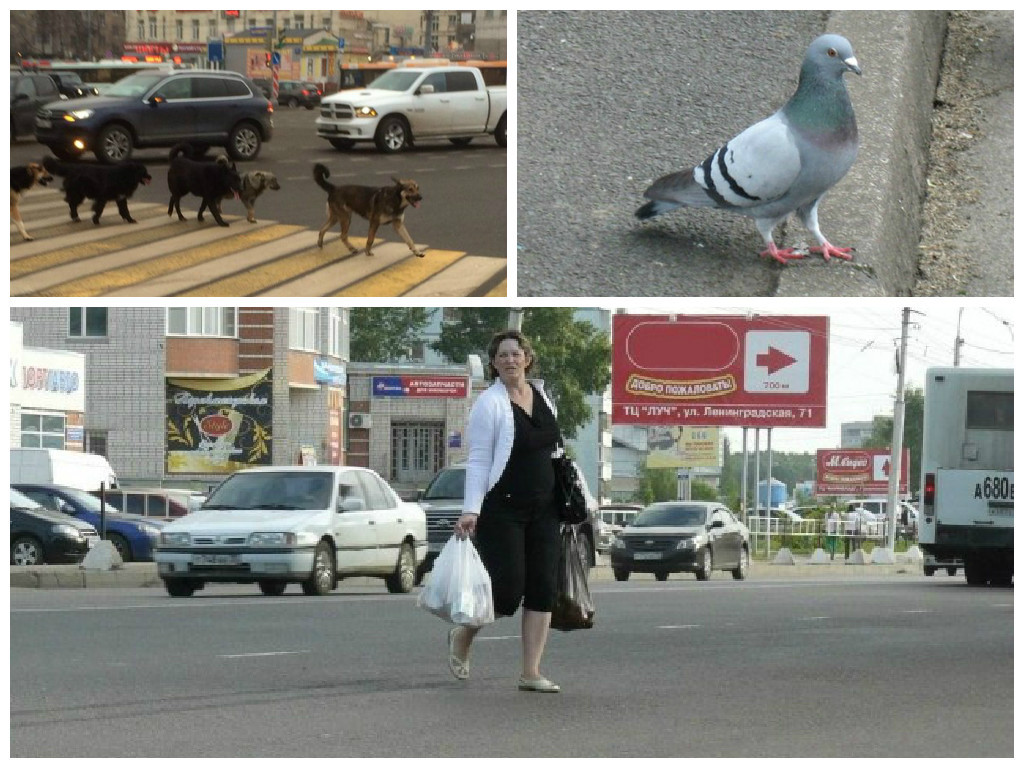 Важные правила, которые должен знать каждый велосипедист Важные правила, которые должен знать каждый велосипедист