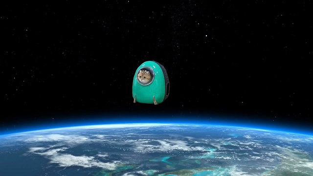 Кот Хосико - космический путешественник из Москвы