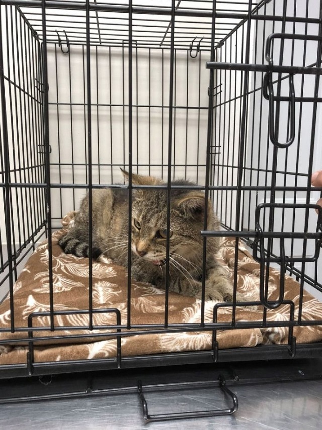 Кот-скиталец вернулся домой после 11 лет странствий Кот-скиталец вернулся домой после 11 лет странствий