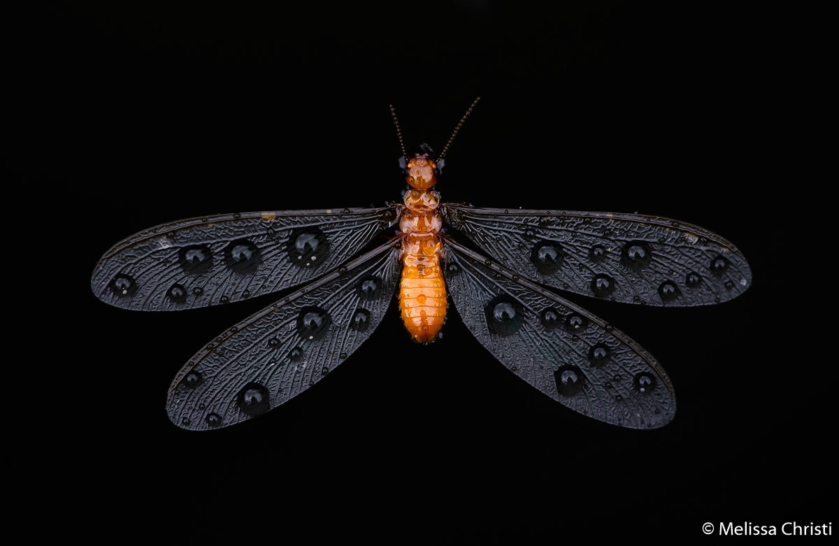 Победители Australian Geographic Nature Photographer of the Year 2019 Победители Australian Geographic Nature Photographer of the Year 2019