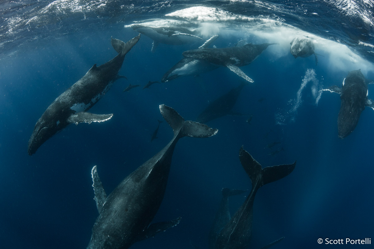 Победители Australian Geographic Nature Photographer of the Year 2019 Победители Australian Geographic Nature Photographer of the Year 2019