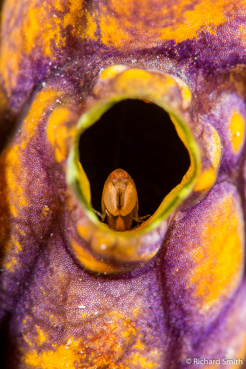 Победители Australian Geographic Nature Photographer of the Year 2019 Победители Australian Geographic Nature Photographer of the Year 2019