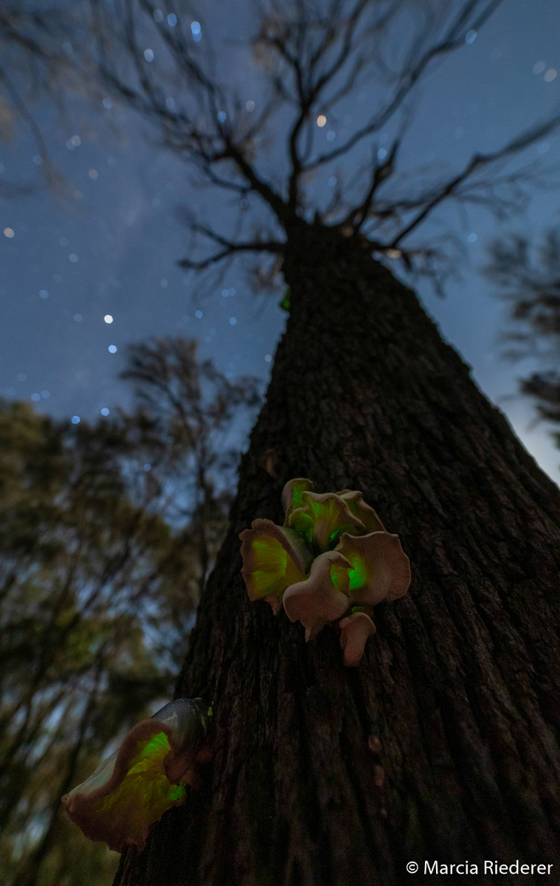Победители Australian Geographic Nature Photographer of the Year 2019 Победители Australian Geographic Nature Photographer of the Year 2019