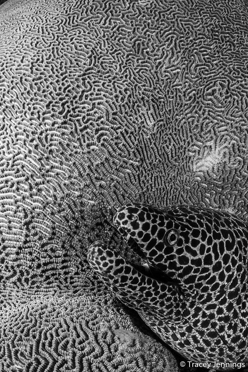 Победители Australian Geographic Nature Photographer of the Year 2019 Победители Australian Geographic Nature Photographer of the Year 2019