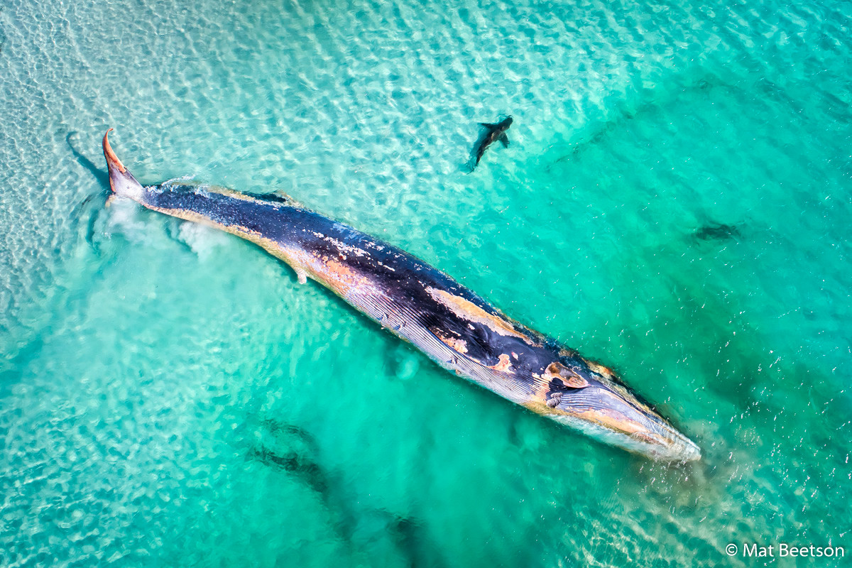 Победители Australian Geographic Nature Photographer of the Year 2019 Победители Australian Geographic Nature Photographer of the Year 2019
