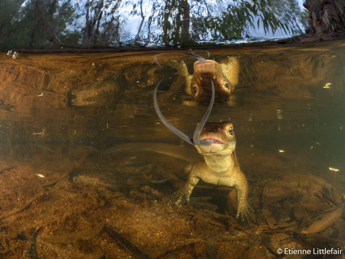 Победители Australian Geographic Nature Photographer of the Year 2019 Победители Australian Geographic Nature Photographer of the Year 2019