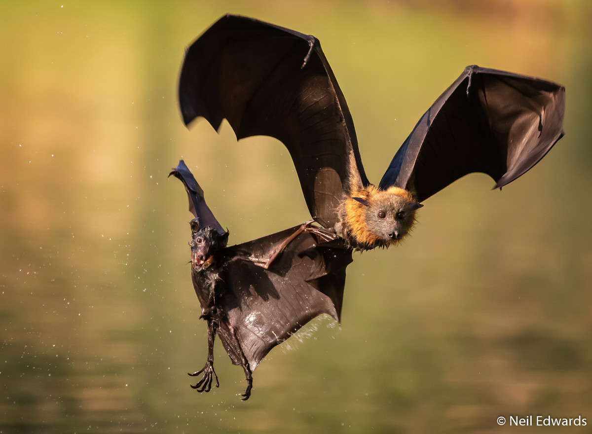 Победители Australian Geographic Nature Photographer of the Year 2019 Победители Australian Geographic Nature Photographer of the Year 2019