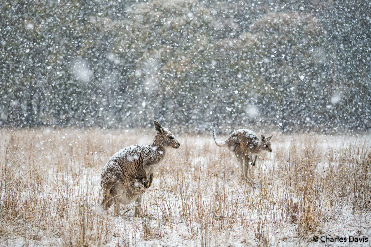 Победители Australian Geographic Nature Photographer of the Year 2019 Победители Australian Geographic Nature Photographer of the Year 2019