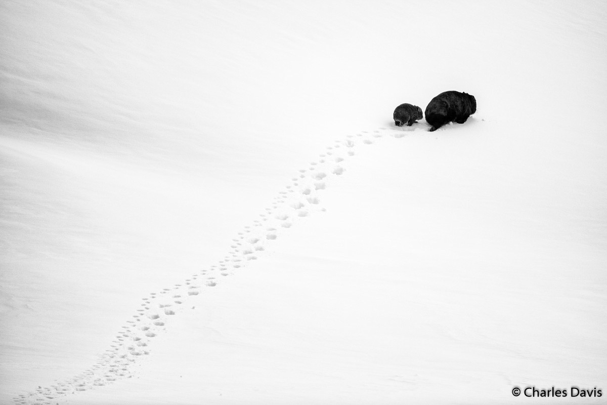 Победители Australian Geographic Nature Photographer of the Year 2019 Победители Australian Geographic Nature Photographer of the Year 2019