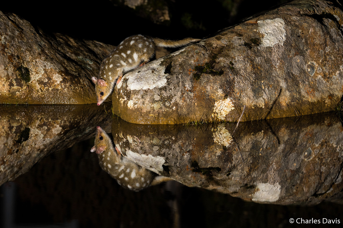 Победители Australian Geographic Nature Photographer of the Year 2019 Победители Australian Geographic Nature Photographer of the Year 2019