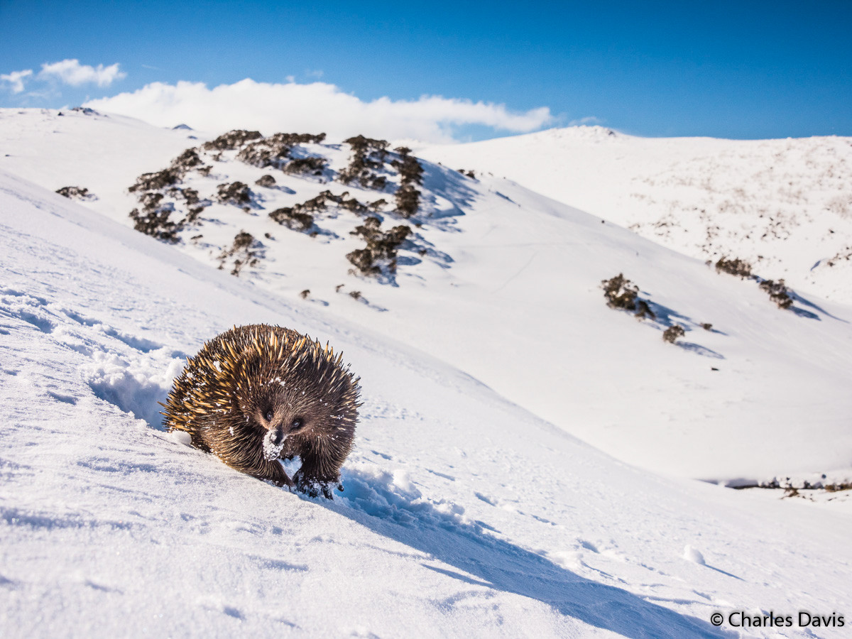 Победители Australian Geographic Nature Photographer of the Year 2019 Победители Australian Geographic Nature Photographer of the Year 2019