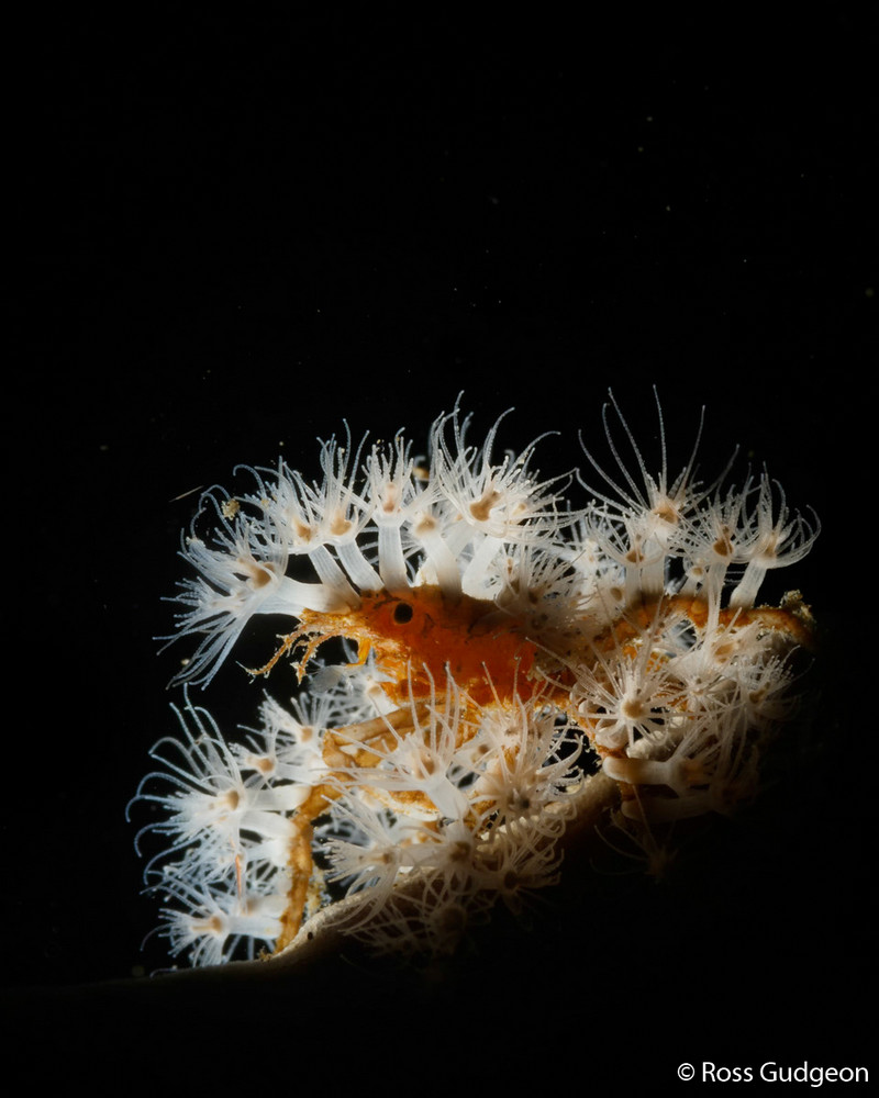 Победители Australian Geographic Nature Photographer of the Year 2019 Победители Australian Geographic Nature Photographer of the Year 2019