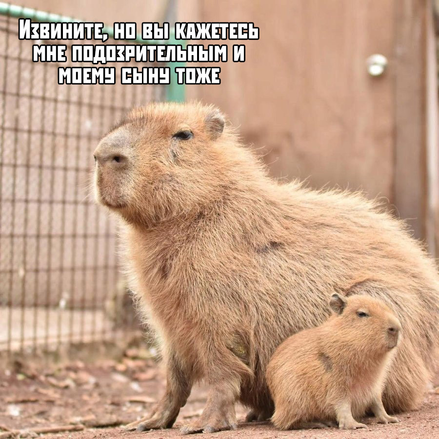 Прикольные картинки
