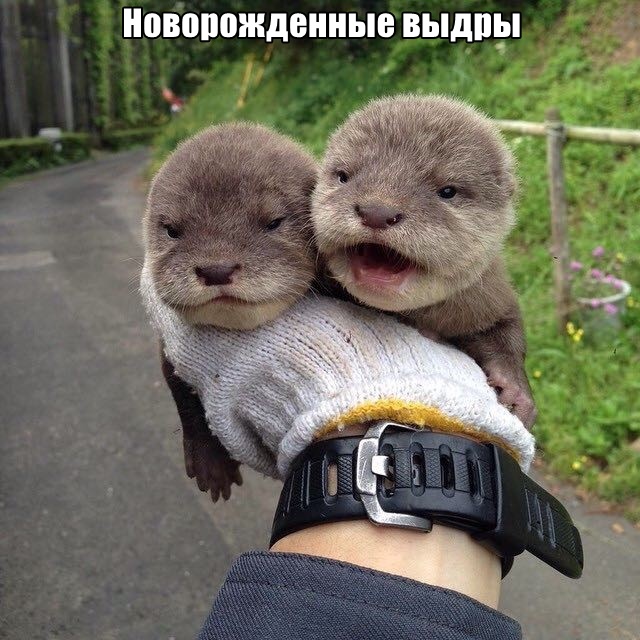 Прикольные картинки