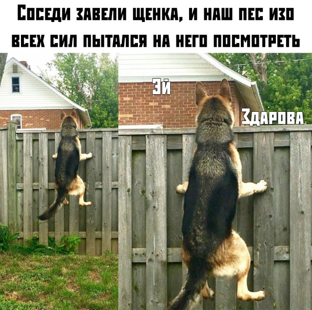 Прикольные картинки