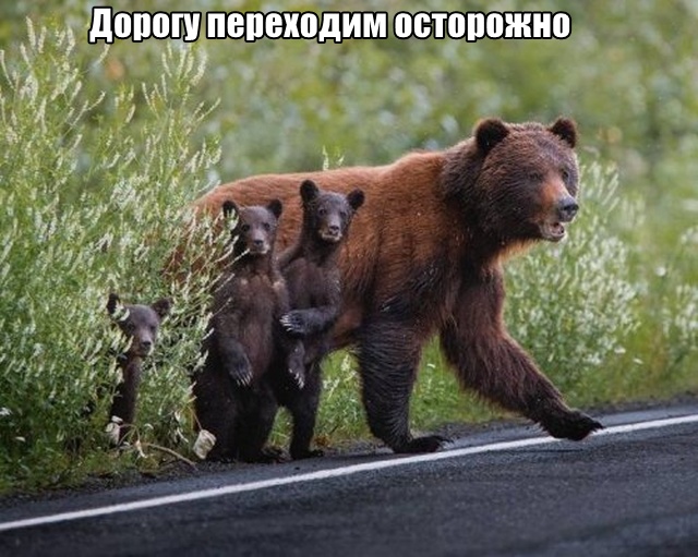 Прикольные картинки
