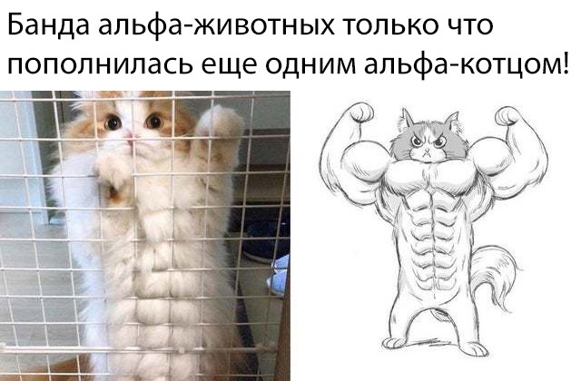 Прикольные картинки