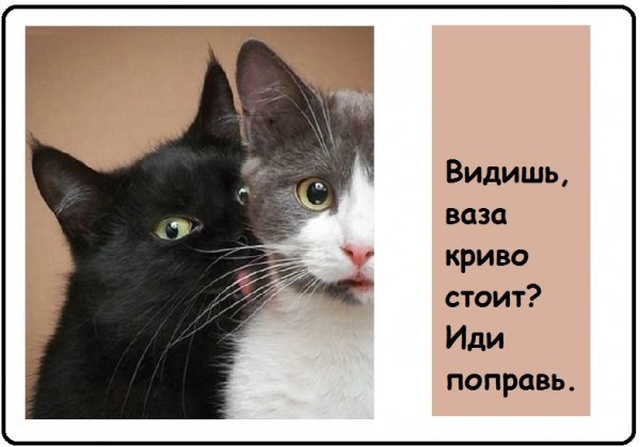 Прикольные картинки