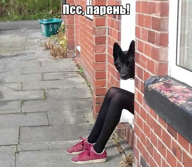 Прикольные картинки
