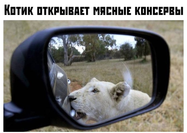 Прикольные картинки