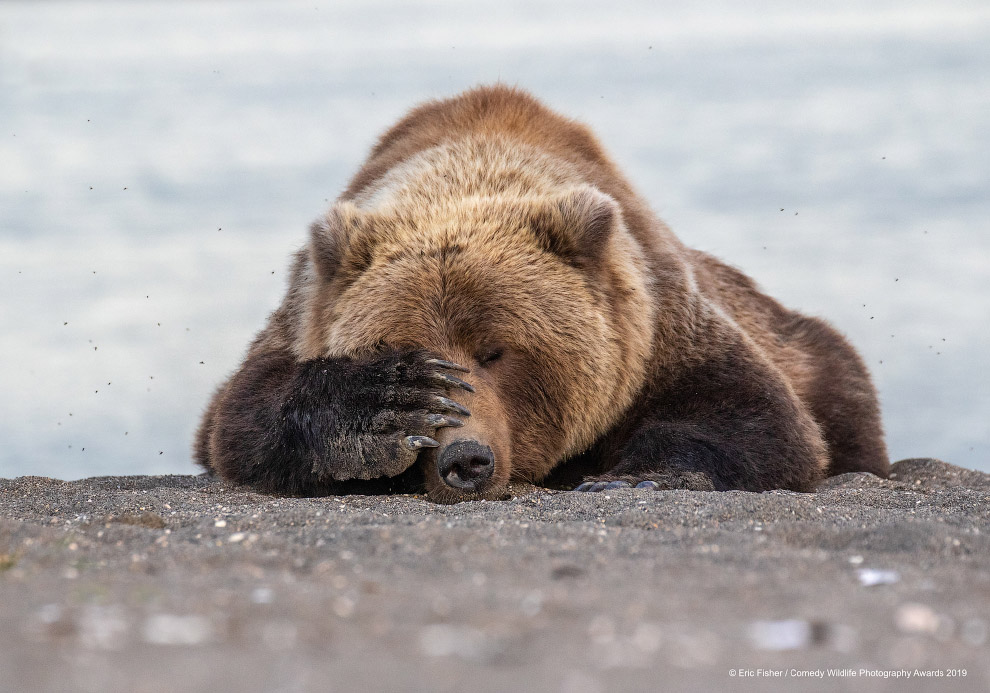 Фотографии финалистов Comedy Wildlife Photography Awards 2019