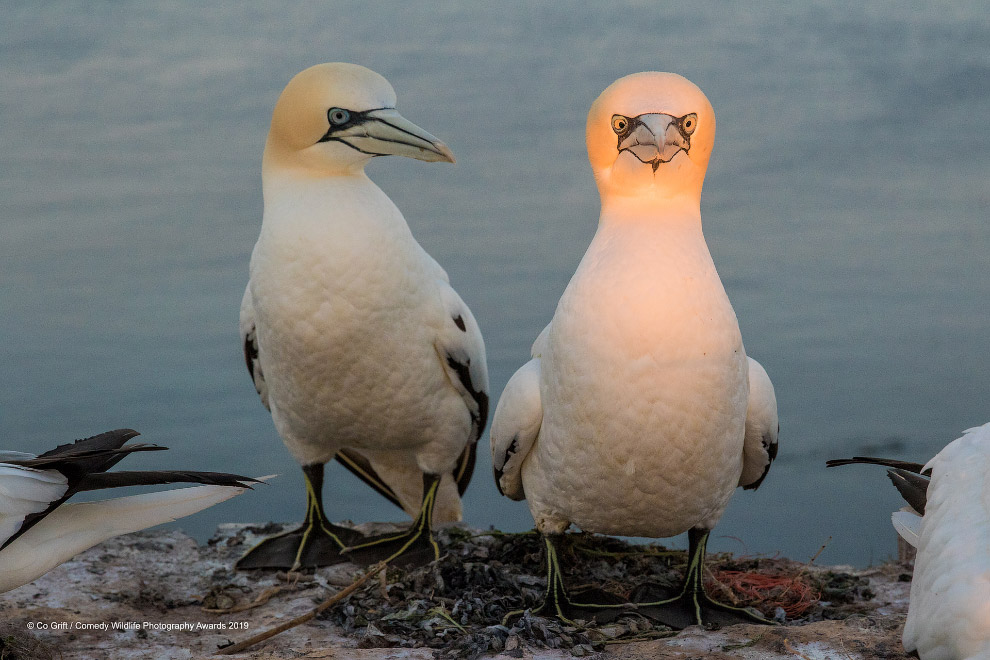 Фотографии финалистов Comedy Wildlife Photography Awards 2019