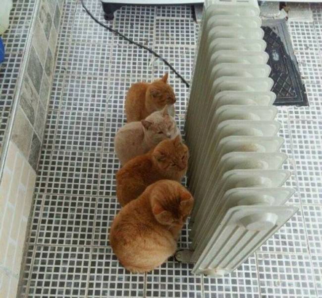 Прикольные картинки